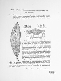 Colletotrichum gloeosporioides image